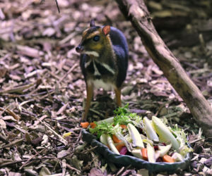 Myszojeleń we wrocławskim zoo osiągnął już rozmiary dorosłego osobnika