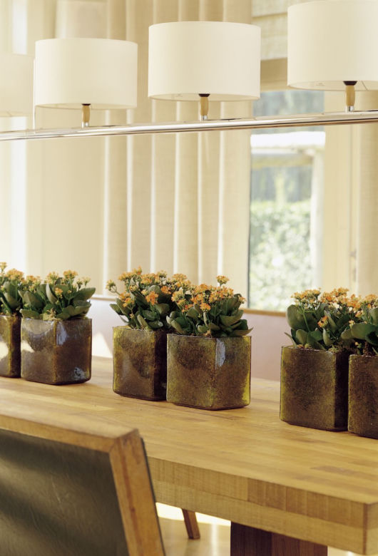 Kalanchoe w szeregu
