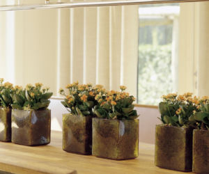 Kalanchoe w szeregu