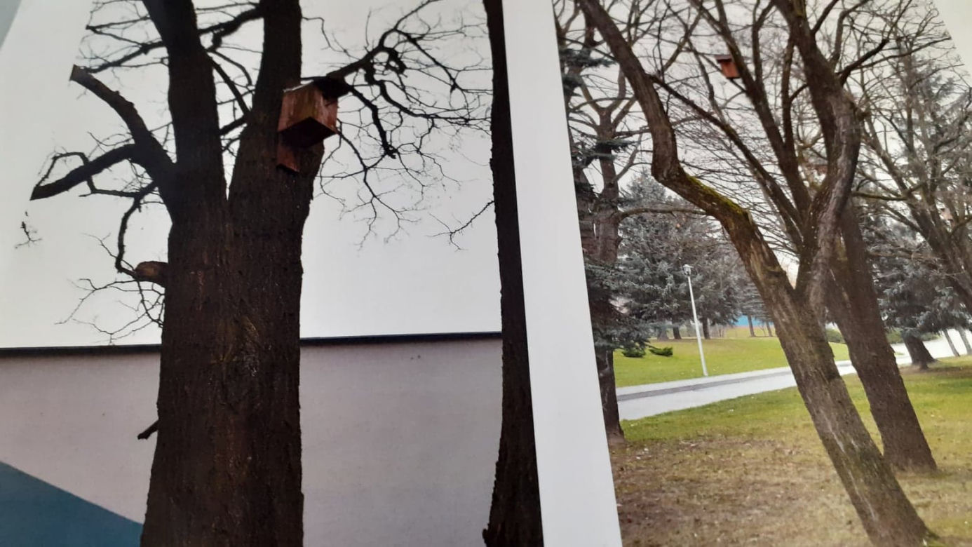 RZESZÓW:  Pszczoły w miejskich pasiekach będą już wiosną!