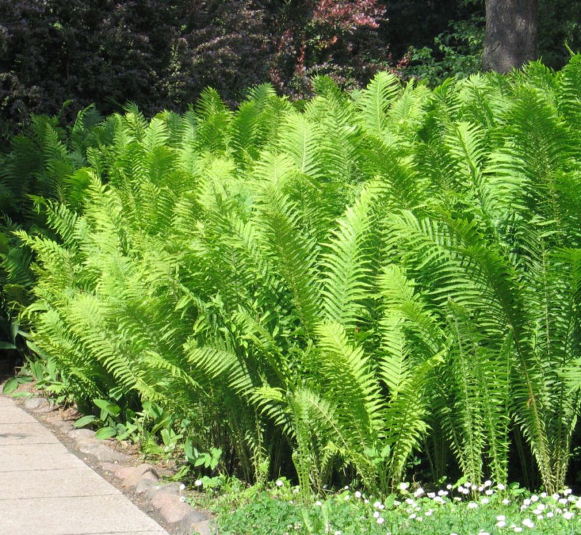 Paprocie ogrodowe