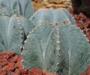 Astrophytum myriostigma