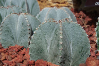 Astrofytum (Czapka biskupa) - Astrophytum