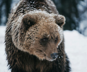 Niedźwiedzie w Bieszczadach poszły spać. Będzie zakaz wstępu do lasów? 