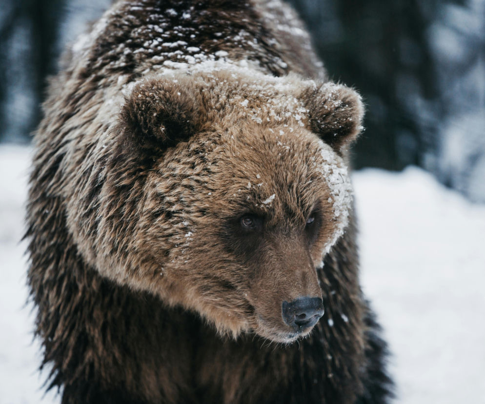 Niedźwiedzie w Bieszczadach poszły spać. Będzie zakaz wstępu do lasów? 