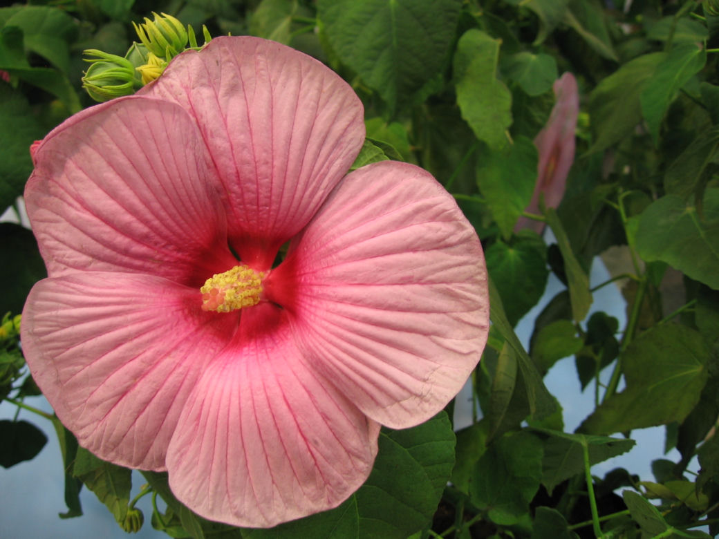 Ketmia 'Mauvelous'