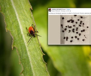 Kleszcze już atakują! Całe skupiska pajęczaków po spacerach z psami