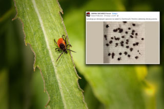 Kleszcze już atakują! Całe skupiska pajęczaków po spacerach z psami