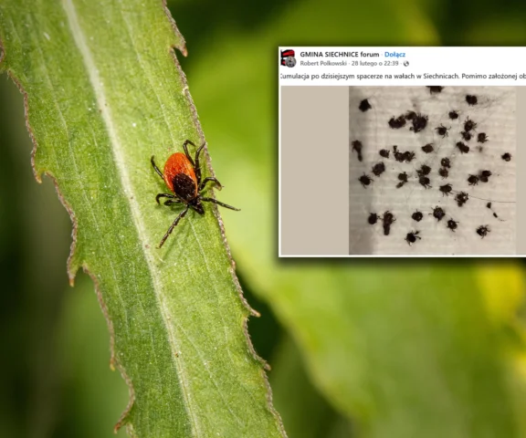 Kleszcze zaatakowały ze zdwojoną siłą. Zdjęcie przeraża