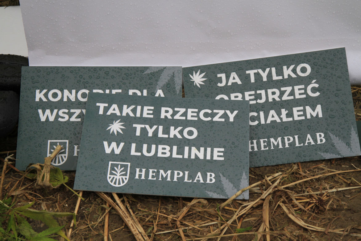 Żniwa konopi Lublin