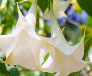 datura