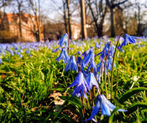 Cebulice kwitną w Szczecinie