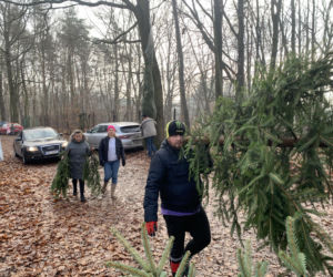 Choinkobranie w Lasach Państwowych. Tu pachnące choinki kupisz za grosze