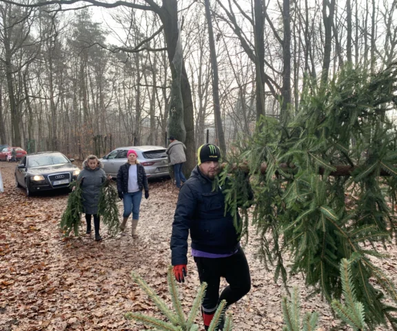Został tylko jeden weekend, by zdobyć tak tanią choinkę