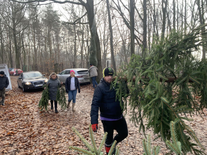 Choinkobranie w Lasach Państwowych. Tu pachnące choinki kupisz za grosze