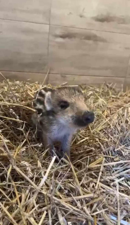 Poszli na grzyby znaleźli dzika.