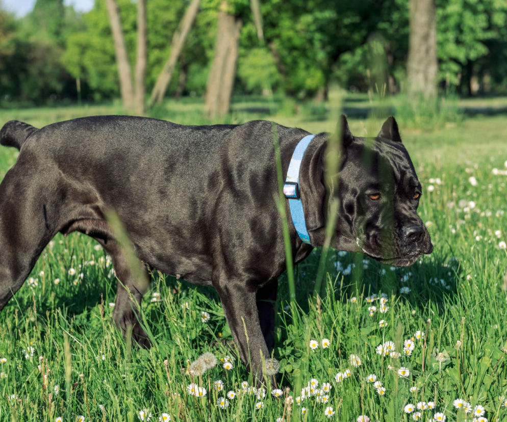 Cane corso  italiano: niezawodny stróż i obrońca