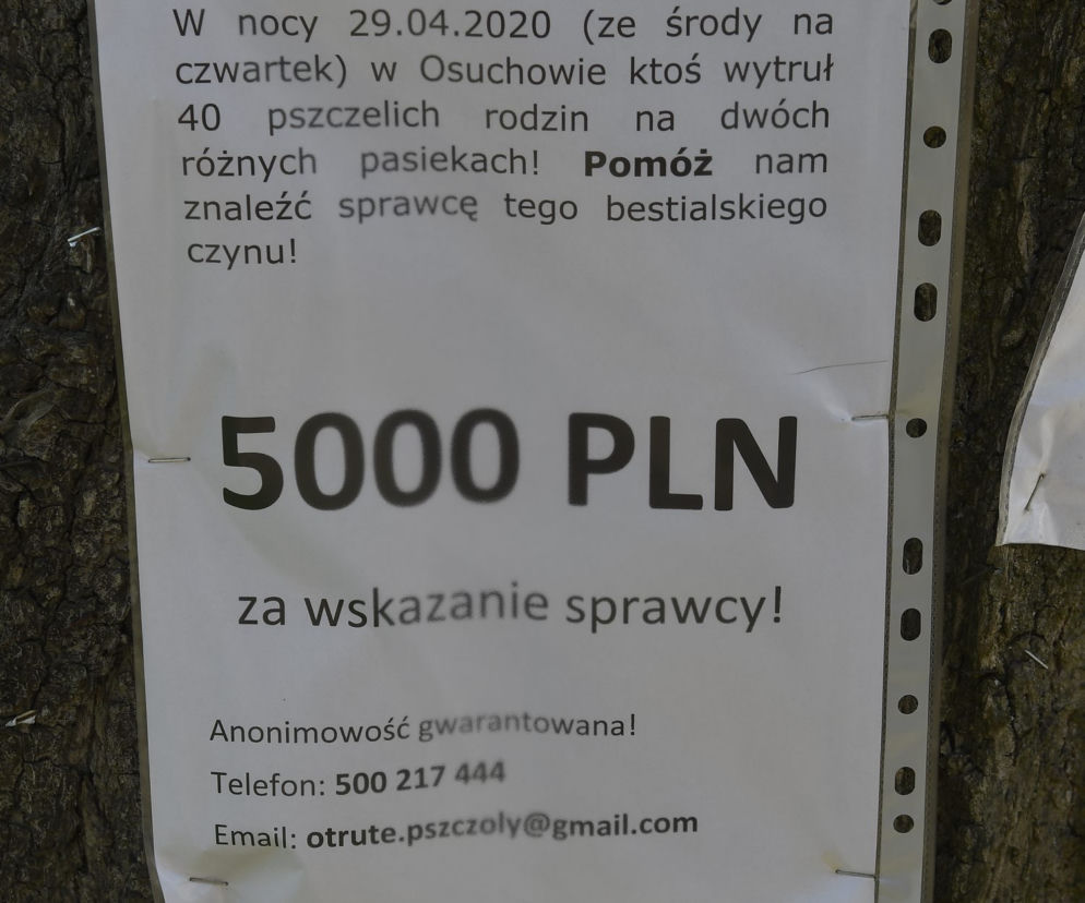 Wytrucie pszczół pod Mszczonowem