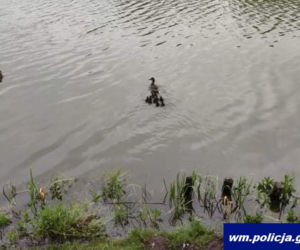 Tym razem bez mandatu! Policja eskortowała nieodpowiedzialnych pieszych