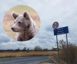 „Po Wrocławiu biega niedźwiadek”. To zgłoszenie postawiło służby na równe nogi 