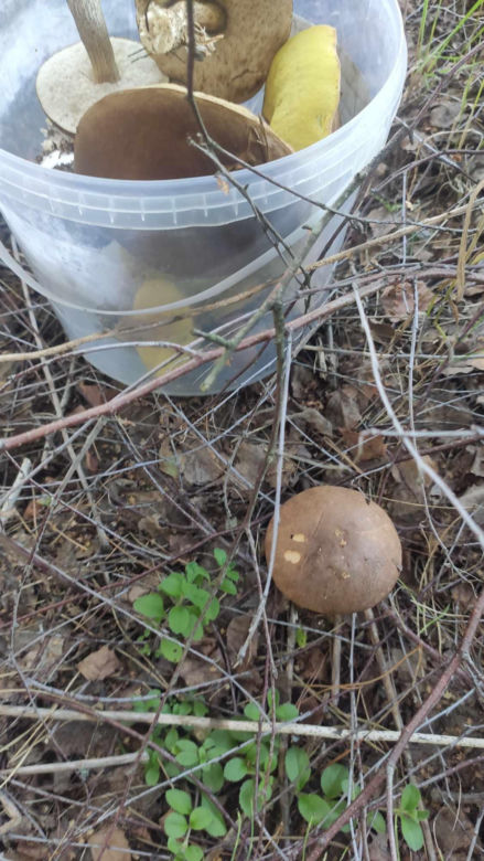 Grzybobranie Podkarpacie