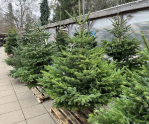 ESKA UBIERZE CI CHOINKĘ 2025