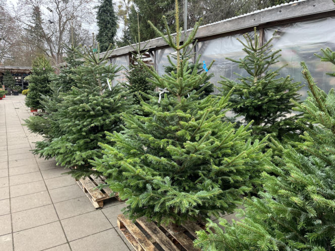 ESKA UBIERZE CI CHOINKĘ 2025