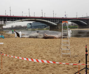 Wieloryb w Warszawie. SZOKUJĄCE kulisy sprawy