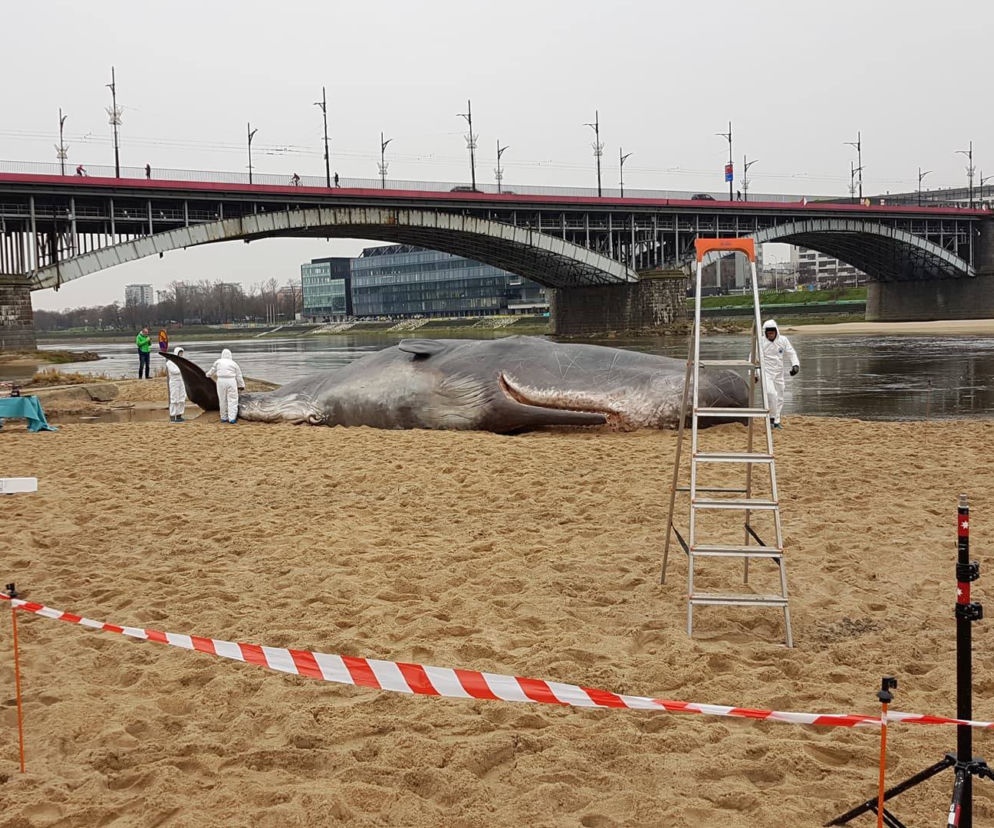 Wieloryb w Warszawie. SZOKUJĄCE kulisy sprawy