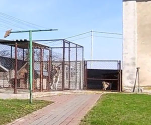 Ksiądz zrozumiał jaką krzywdę wyrządził psu