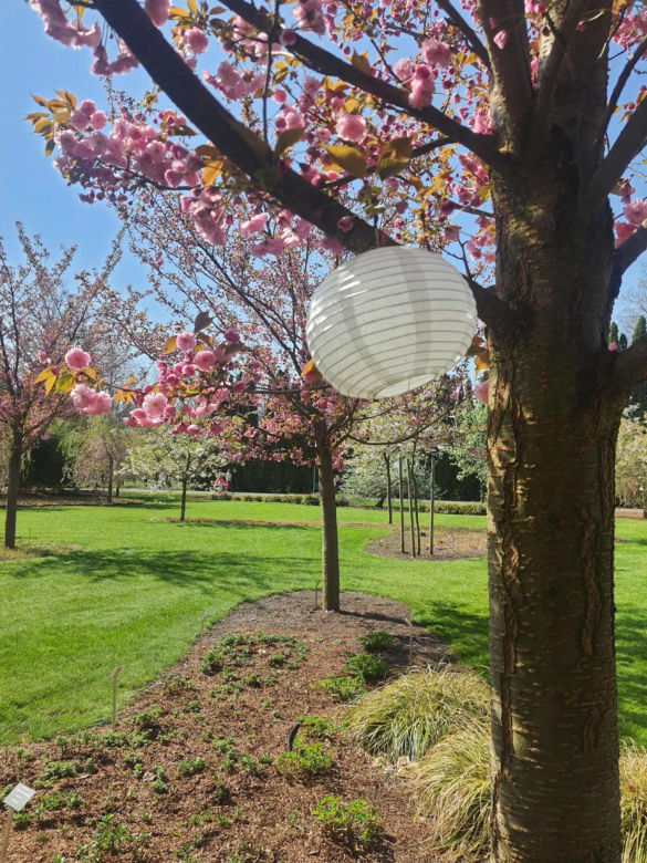 Kwitnące wiśnie i magnolie w Ogrodzie Botanicznym w Powsinie
