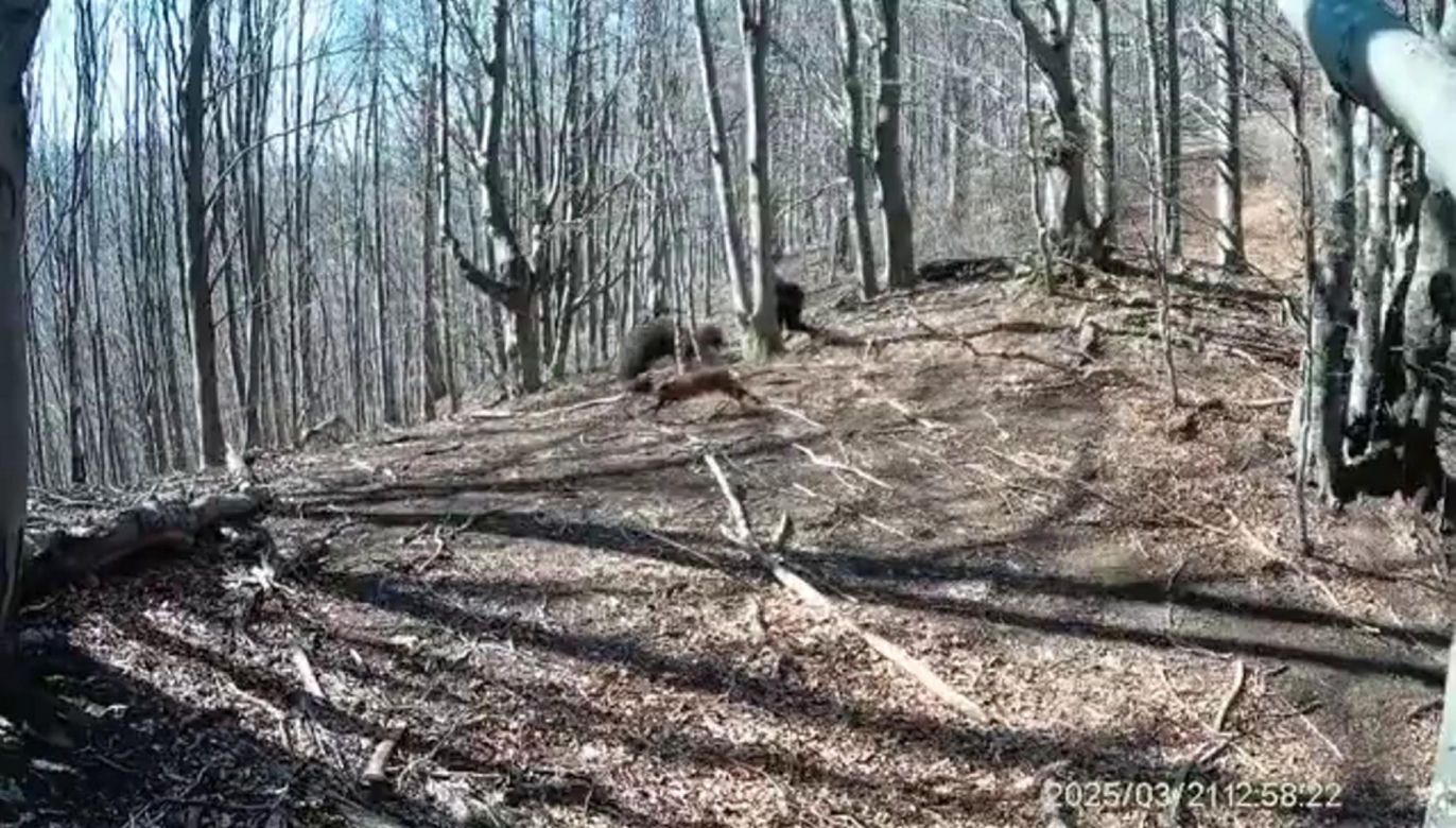 Atak niedźwiedzia na człowieka na Słowacji! Wideo mrozi krew w żyłach