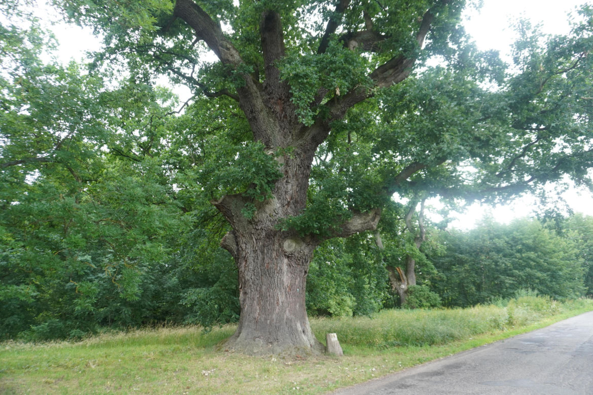 Dąb w Maszkowie