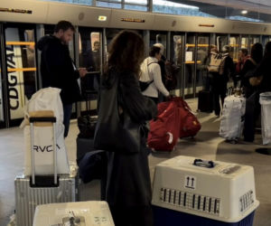 Malwina Wędzikowska uratowała psa