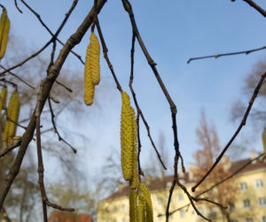 Natura budzi się do życia! W Ogrodzie Botanicznym UKW czuć już wiosnę! [ZDJĘCIA]