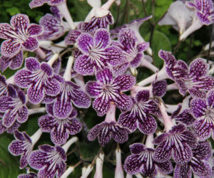 Skrętnik (Streptocarpus)