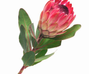 Protea
