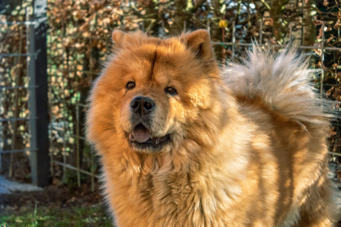 CHOW - CHOW 