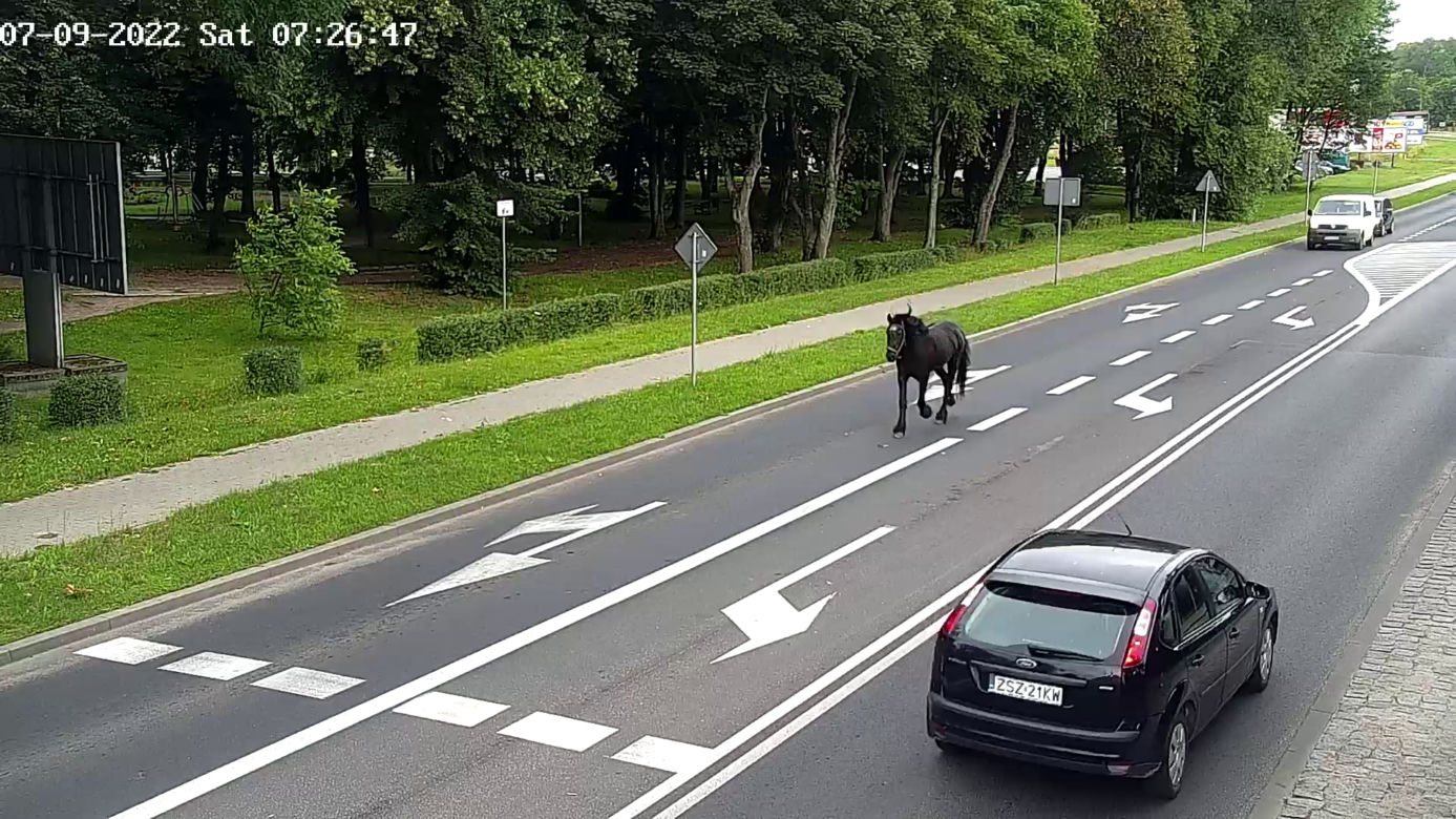 Konik na gigancie. Niecodzienna akcja w centrum Szczecinka