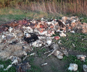 Odcięte głowy, skóry i wnętrzności. OBRZYDLIWE znalezisko w Barcicach!