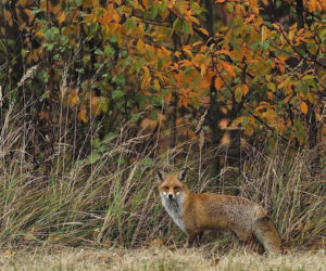 Kocha naturę i zwierzęta. Niezwykłe zdjęcia policjanta-fotografa spod Tarnowa