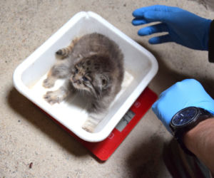 Słodkie kociaki w poznańskim ZOO