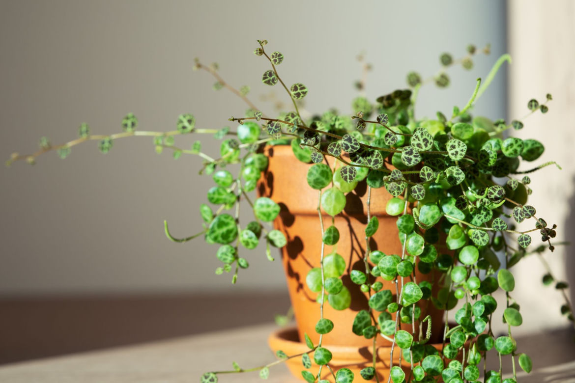 Peperomia prostrata