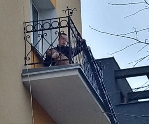 Pies na balkonie