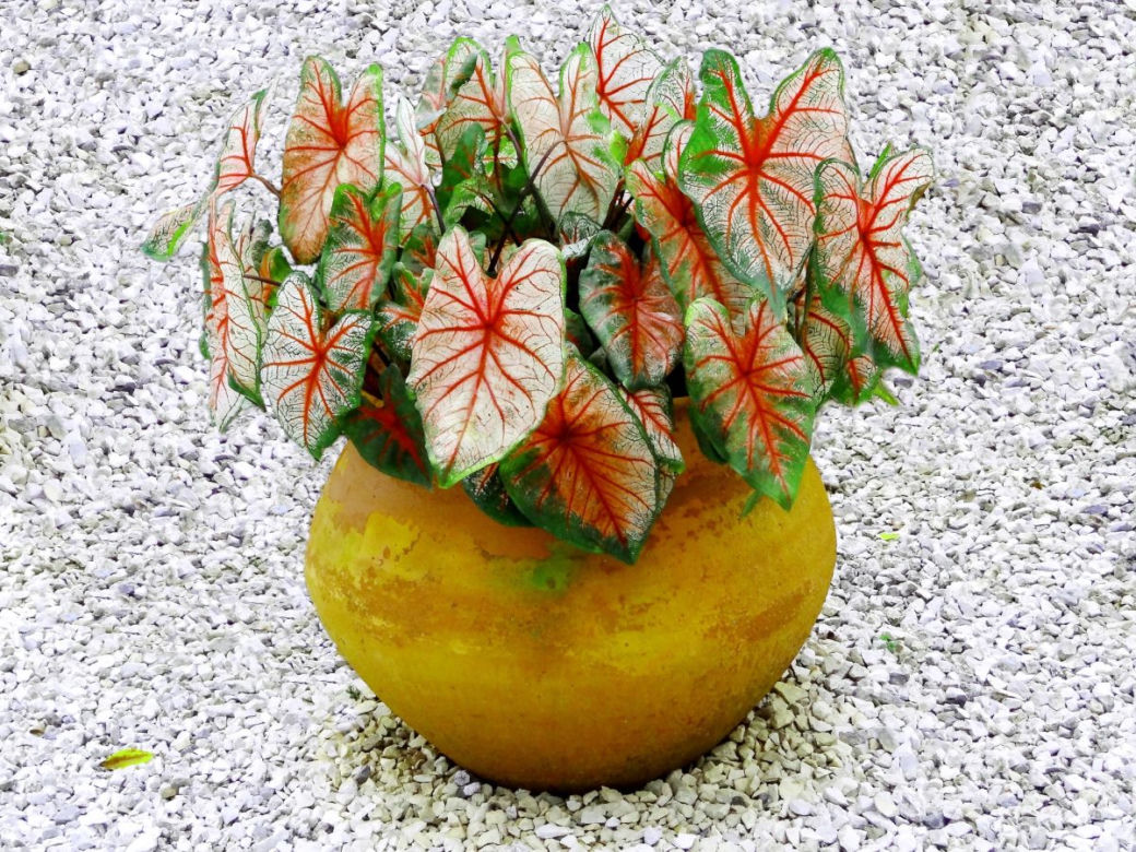 Kaladium 