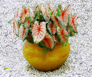 Kaladium 