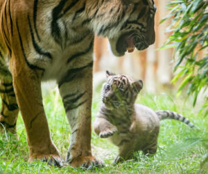 Mała tygrysica z wrocławskiego zoo otrzymała słoneczne imię