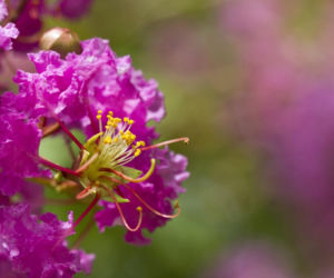 Zapomnij o hortensji. Ten krzew kwitnie nieprzerwanie przez długie miesiące i jest znacznie bardziej odporny na upały
