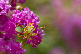 Zapomnij o hortensji. Ten krzew kwitnie nieprzerwanie przez długie miesiące i jest znacznie bardziej odporny na upały