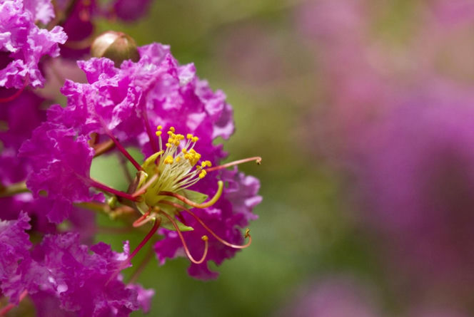 Zapomnij o hortensji. Ten krzew kwitnie nieprzerwanie przez długie miesiące i jest znacznie bardziej odporny na upały